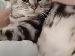 -introlemons(北京西单更新场店)