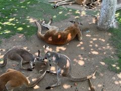 -西霞口神雕山野生动物世界