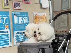 -谐和益家动物医院·免疫绝育·血液透析·宠保定点医院(高新伊藤分院)