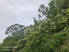 -上海滨江森林公园