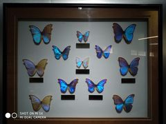 -上海昆虫博物馆