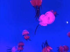 -大连圣亚海洋世界