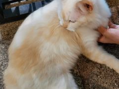 -more than meow吴止猫主题餐厅(承德 中船汇店)