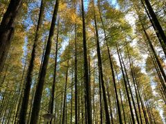 -山王坪喀斯特国家生态公园