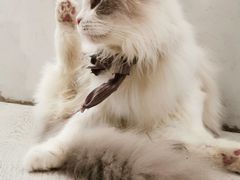 -共舞时光猫咖·狗咖(新街口店)