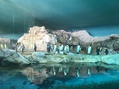 -新加坡飞禽公园