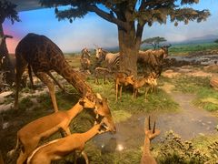 -国家自然博物馆