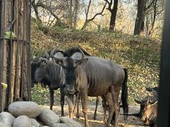 -北京野生动物园