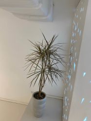 -I+造型烫发染发