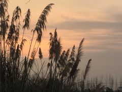 -白鹭湾湿地公园