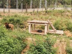 -石家庄市动物园