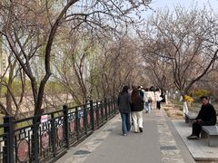 -桃花堤公园