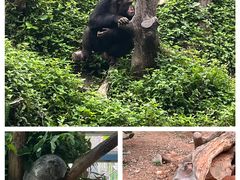 -广州长隆野生动物世界