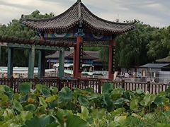 -莲花池公园