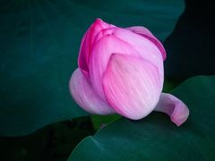 -羊亭河湿地公园