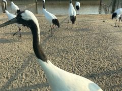-盐城丹顶鹤湿地生态旅游区