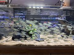 -青石桥花鸟鱼虫市场(叠翠城店)