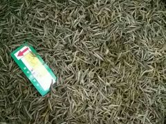 岳西翠兰-诚明农家乐