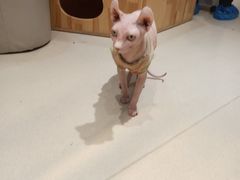 -藏猫猫咖啡主题馆(中央大道店)