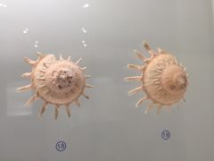 -青岛贝壳博物馆