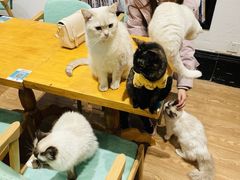 -猫色咖啡·猫咖