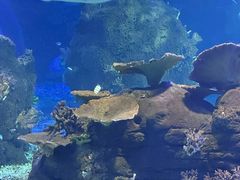 -江和美海洋公园