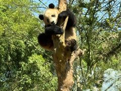 -都江堰中华大熊猫苑