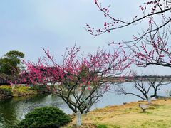 -上海海湾国家森林公园