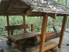 -合肥滨湖国家森林公园