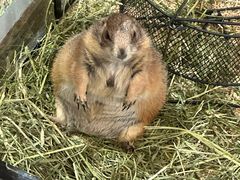 -有猫主题·治愈系猫咖(曾厝垵店)