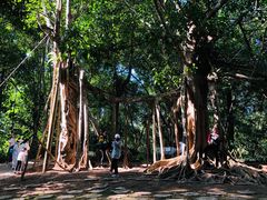 -中国科学院西双版纳热带植物园