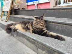 -小秋水饺(大成路总店)