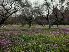 景点-上海海湾国家森林公园