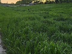 -洨河生态公园