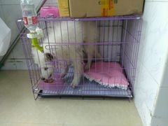 -艾吉宠物医院·疑难杂症转诊中心·猫友好(碧江路院)