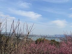 -香雪海