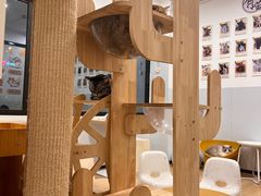 -有喵·猫咖·狗咖·30几只猫10只小狗(岗厦店)