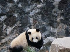 -都江堰中华大熊猫苑