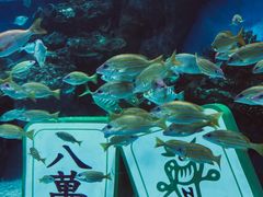 -海合安成都极地海洋公园