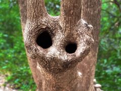 -上海佘山国家森林公园天马山园