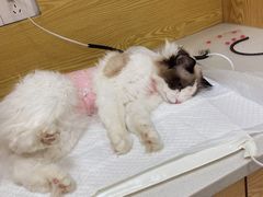 -中农大我爱我爱动物医院·核磁CT·猫病·24小时夜诊中心(石佛营店)