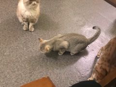 -猫色咖啡·猫咖