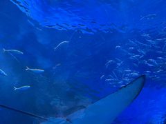 -海合安成都极地海洋公园