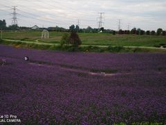 -紫颐香薰山谷景区