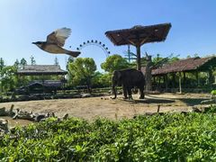 -上海野生动物园