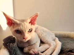 -猫腻·猫咖·撸猫馆(星光大道店)