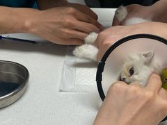 -艾贝尔宠物医院 ·中兽医·宠保定点(北门桥店)