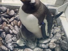 -杭州长乔极地海洋公园