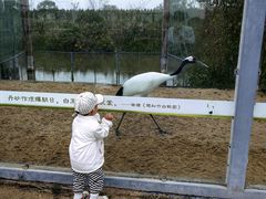 -盐城丹顶鹤湿地生态旅游区