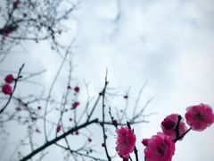 其他-泰煌鸡·上海白斩鸡·鸡汤面(万航店)